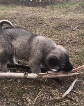 SiVAS KANGAL KOPEGi YAVRUSUNUN DiSLERi KASINIYOR - KANGAL SHEPHERD DOG