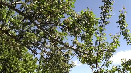 Üreticiler coğrafi işaretli "uzun elma" rekoltesinden umutlu