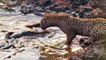 Fish in Small Puddle Doomed by Hungry Leopard | Kruger Sightings