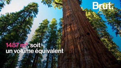 Connaissez-vous le Général Sherman, le plus gros organisme vivant au monde ?