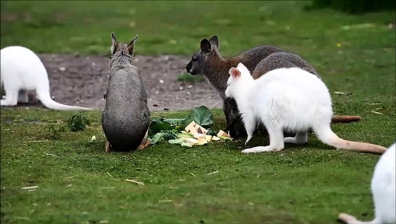 Feeding time at Wolds Wildlife Park