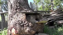 Bal üreticisi, ormanda bulduğu meşe kütüğünü kovan olarak kullanıyor