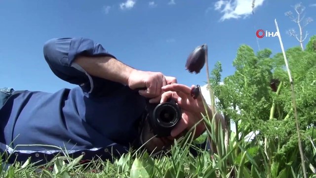 Erzurum Dağlarının Ters Laleleri ' Hüzün Çiçeği Açtı