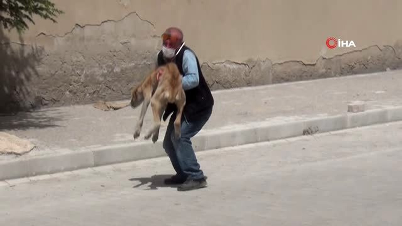 Açlıktan ölmek üzere olan hasta köpek barınağa...