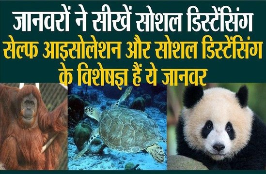 जानवरों ने सीखे सोशल डिस्टेंसिंग, सेल्फ आइसोलेशन और सोशल डिस्टेंसिंग के विशेषज्ञ हैं ये जानवर