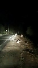 मोटरसाइकिल के सामने अचानक आया बाघ, आगे क्या हुआ वीडियो में देखिए