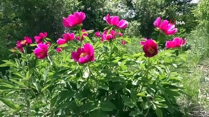 Ömrü Sadece 15 Gün, Güzelliği İse Ömre Bedel! Cehrilik Laleleri Açtı