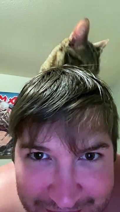 Kitty Rubs Its Scent on Freshly Showered Person
