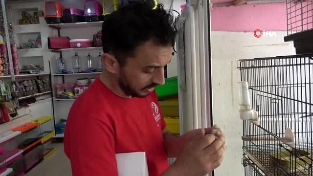 - 27 yaşındaki 'koi' balığı görenleri şaşkına çeviriyor- 27 yaşında ve 50 cm boyunda olan koi...