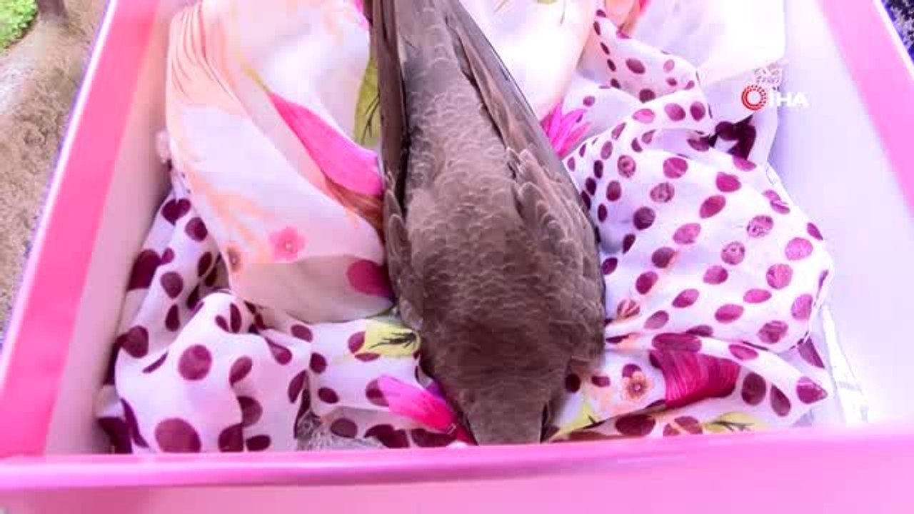 Kanadı kırık ebabil kuşuna sahip çıktılar