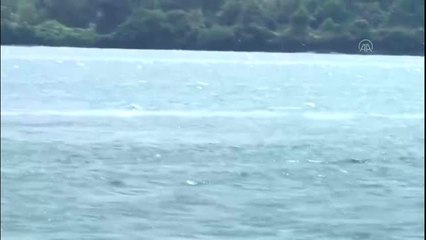 Yunuslar İstanbul Boğazı'nda şov yaptı