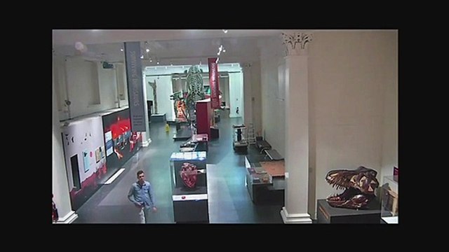 Un homme entre par effraction dans un musée et prend des selfies devant la tête d’un dinosaure