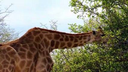 See how giraffes eat leaves from trees