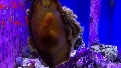 Mysterious Egg Found in Arkansas - 10 CRAZY Looking Eggs | CollBold