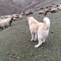 SiMiT KUYRUK KANGALDAN KURTA GOZ DAGI - KANGAL SHEPHERD DOG and SHEEP MiSSiON