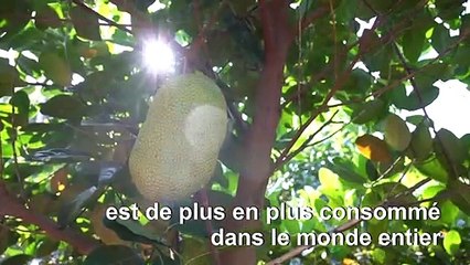 Le jaque, "fruit du pauvre" en Inde, devenu aliment tendance en Occident