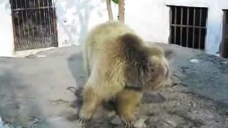 Bear Amazing Dance in Pakistani Street - Bear Dance  Must Watch