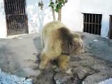 Bear Amazing Dance in Pakistani Street - Bear Dance  Must Watch