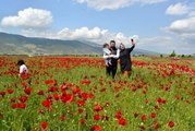 Buğday tarlasında gelincik şöleni