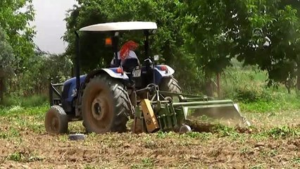 Ödemiş'te sıcağa rağmen patates hasadı devam ediyor