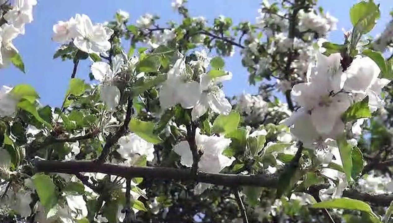 Natur pur: "Apfelblüte"