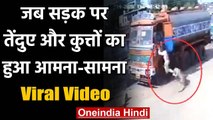 Viral Video: तेंदुए ने सड़क पर आकर मचाया आतंक तो कुत्तों ने दबोची पूंछ फिर हुआ ये | वनइंडिया हिंदी