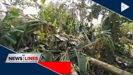 'Ambo' damage to agriculture estimated at P1.04-B
