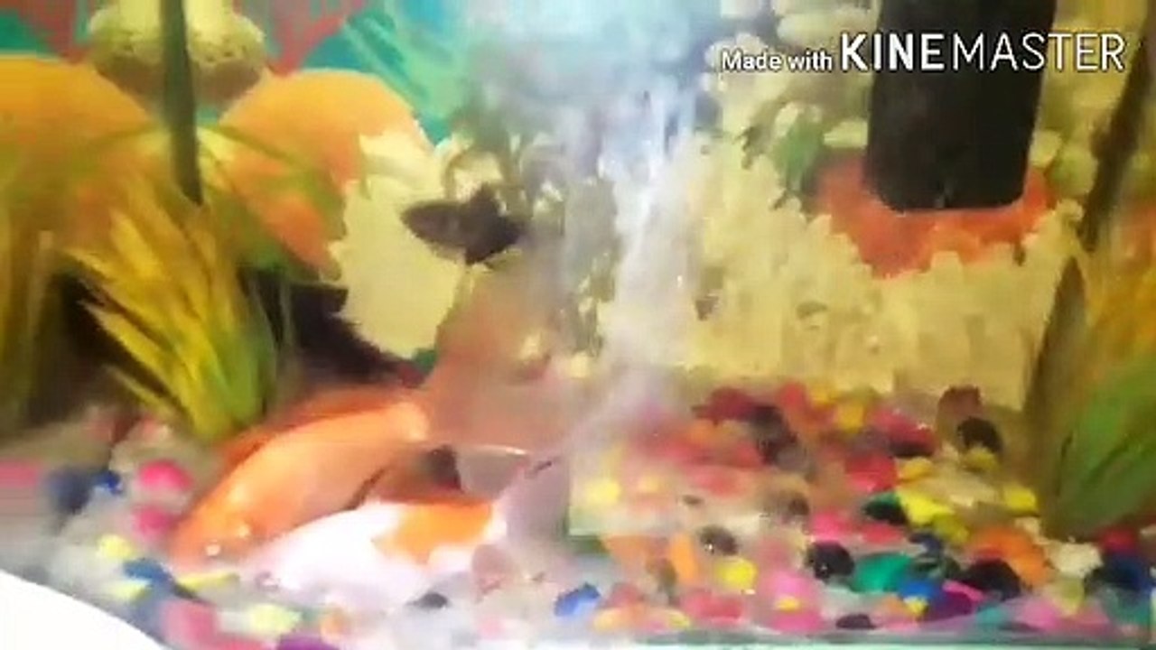 Lockdown me aquarium fish ko kya khilaye ।