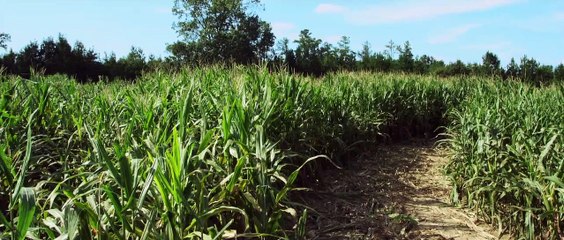 El hijo pródigo - Tráiler español