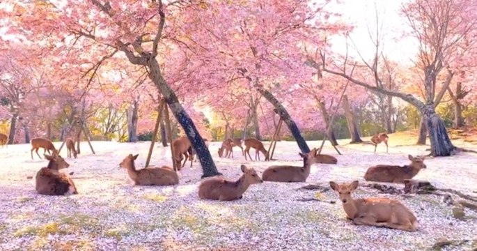 Au Japon, des cerfs du Parc Nara profitent du calme sous les fleurs des cerisiers