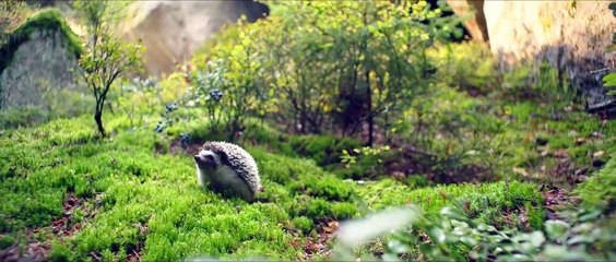 La pequeña bruja - Tráiler español