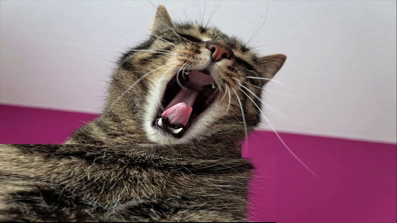 Nutrition Energy - What Do Our Consumed Food Calories Get Used For? Doing Nothing? Actually Kind of