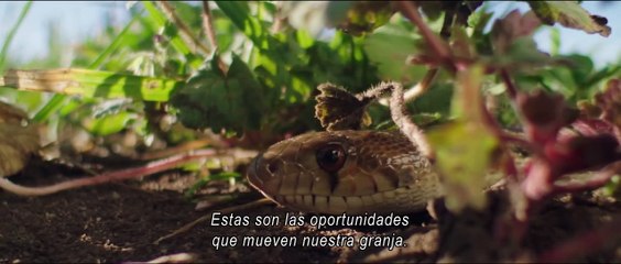 Mi gran pequeña granja - Tráiler español (v.o.s.)