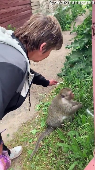 Monkey Scares a Woman