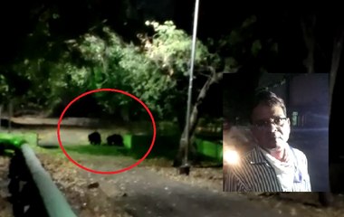 Bear attack