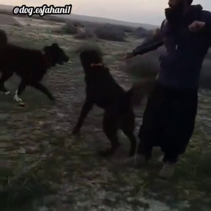 iRAN COBAN KOPEKLERiNiN KARSI KARSIYA GELiSi VS - PERSiAN SHEPHERD DOGS FACE TO FACE VS