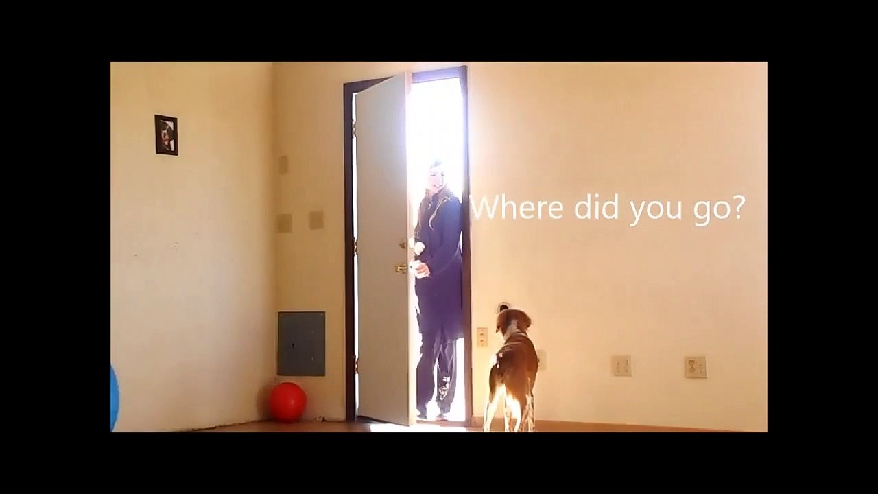 Train your dog easy!