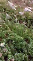 टिड्डी दल का मंदसौर जिले मे हुआ प्रवेश