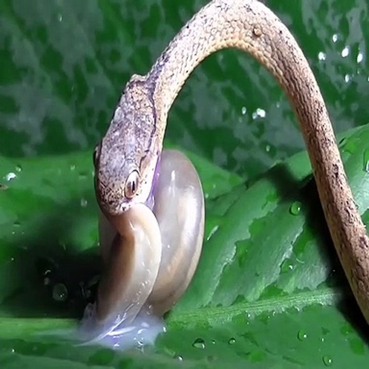 Snake attack a snail