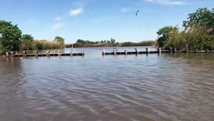 Ce lynx réalise un incroyable saut et poursuit son chemin