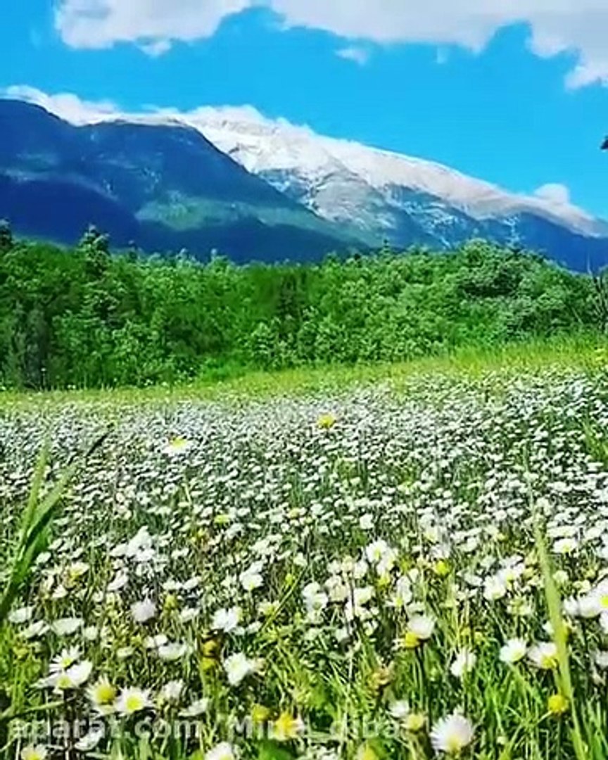 ⁣Sound nature soothing (Iran)