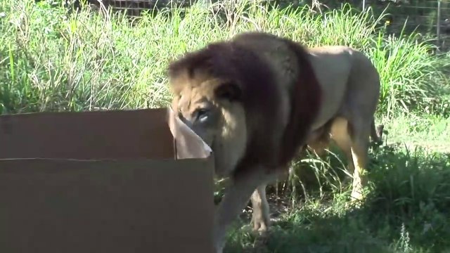 La preuve que les lions, tigres et autres félins sont simplement de gros chats
