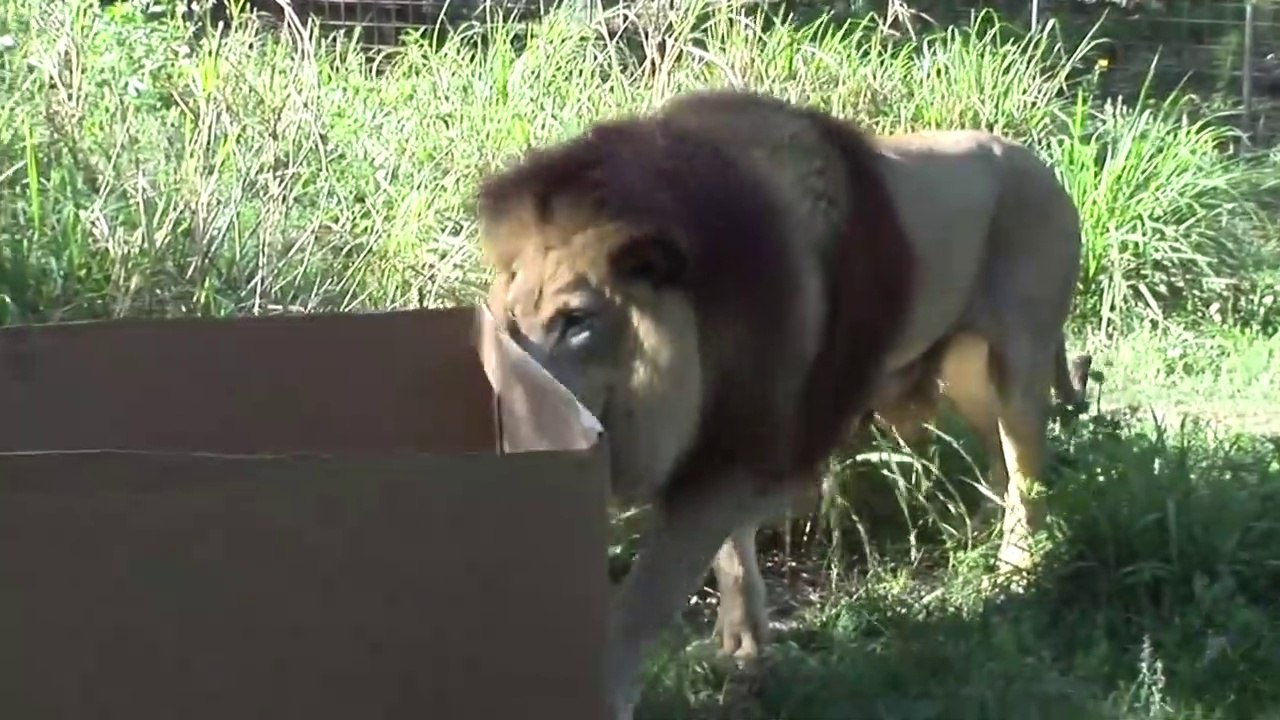 La preuve que les lions, tigres et autres félins sont simplement de gros chats