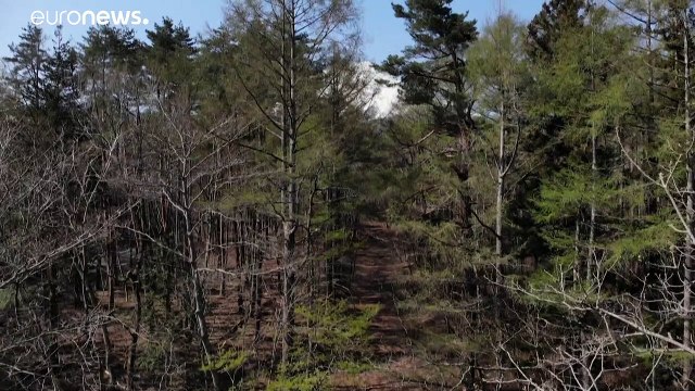 شاهد: للمرة الأولى منذ 1960.. إغلاق الطرق المؤدية إلى جبل فوجي الياباني أمام هواة التسلق