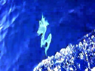 Un Dophin en vu .......