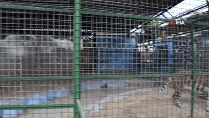 - Irak'ın en büyük hayvanat bahçesi açıldı