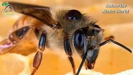 मधुमक्खी के कई पेट होते हैं। || वैज्ञानिकों को अब पता चला, कुरान ने 1400 साल पहले ही बता दिया था।