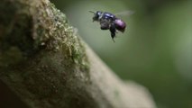 “Ultra-Rare” Blue Bees Rediscovered in Florida