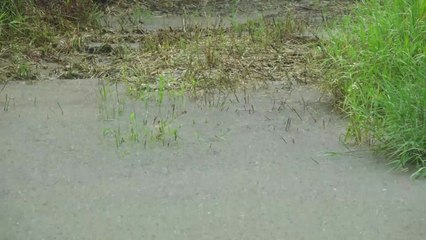 [날씨] 오늘도 전국 기습호우...강풍에도 유의 / YTN