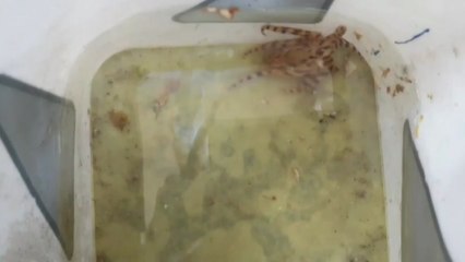 청산가리 10배 맹독 '파란고리문어' 울산서 발견 / YTN